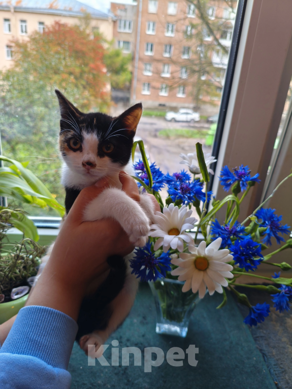 Кошки в Санкт-Петербурге: Котенок Сисиль Девочка, Бесплатно - фото 2
