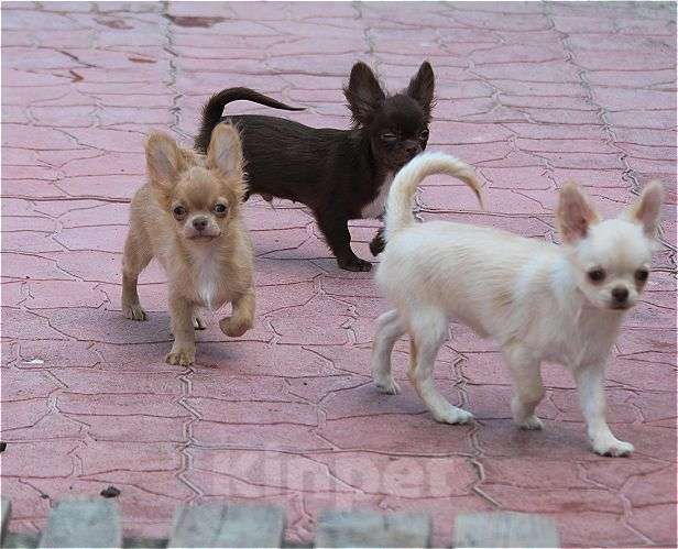 Собаки в Москве: красивые мальчики чихуахуа Мальчик, 25 000 руб. - фото 1