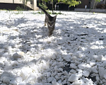 Кошки в Геленджике: Котёнок Чаузи Девочка, 30 000 руб. - фото 4
