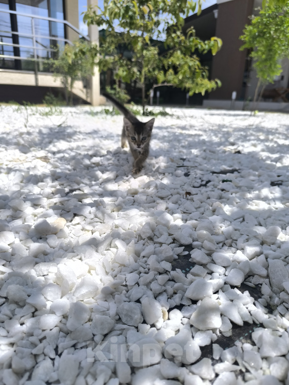 Кошки в Геленджике: Котёнок Чаузи Девочка, 30 000 руб. - фото 4