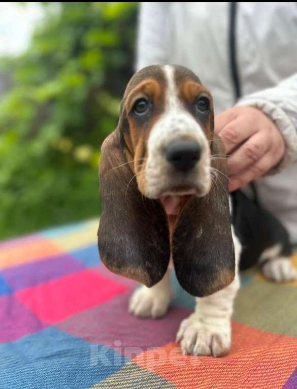 Собаки в Москве: Щенки бассет - хаунда Мальчик, 65 000 руб. - фото 2