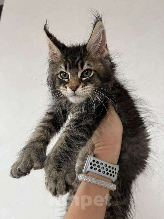 Кошки в Ростове-на-Дону: Мейн кун котёнок Мальчик, 65 000 руб. - фото 1