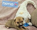 Собаки в Щелково: Мальчик щенок кадебо Мальчик, Бесплатно - фото 3