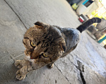 Кошки в Минеральном Воде: Котят шотландские прямоухие Мальчик, 5 000 руб. - фото 2