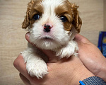 Собаки в Нижнем Новгороде: Кавалер кинг чарльз спаниель девочка Девочка, 120 руб. - фото 2