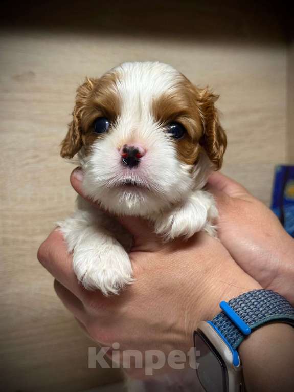 Собаки в Нижнем Новгороде: Кавалер кинг чарльз спаниель девочка Девочка, 120 руб. - фото 2