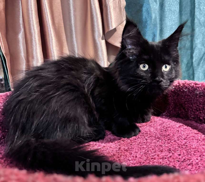 Кошки в Санкт-Петербурге: Необычайно милейшая девочка Девочка, 40 000 руб. - фото 1