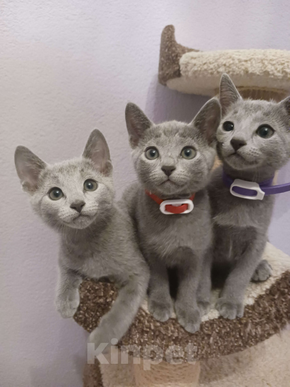 Кошки в Казани: Котята Русской голубой в Казани Девочка, 55 000 руб. - фото 5