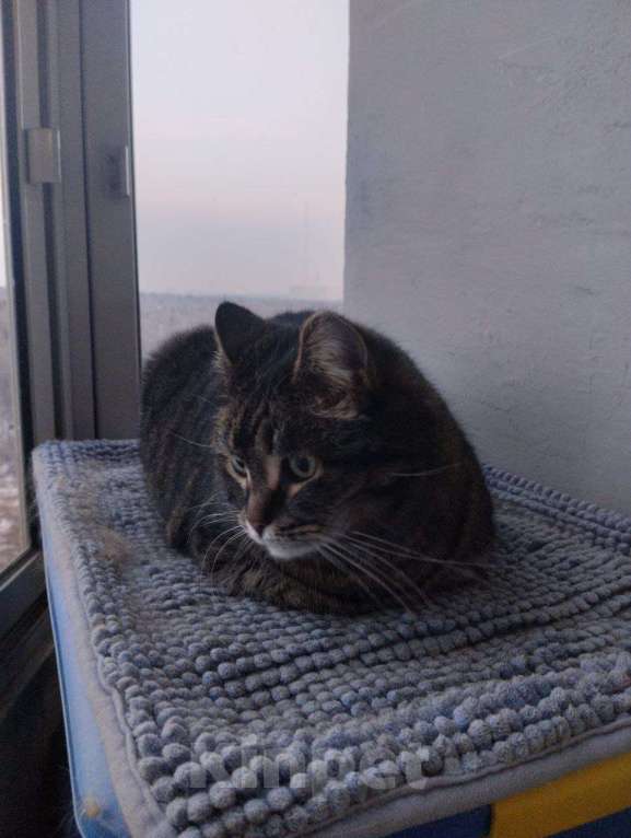 Кошки в Москве: Кошка Сахарок ищет дом  Девочка, Бесплатно - фото 2