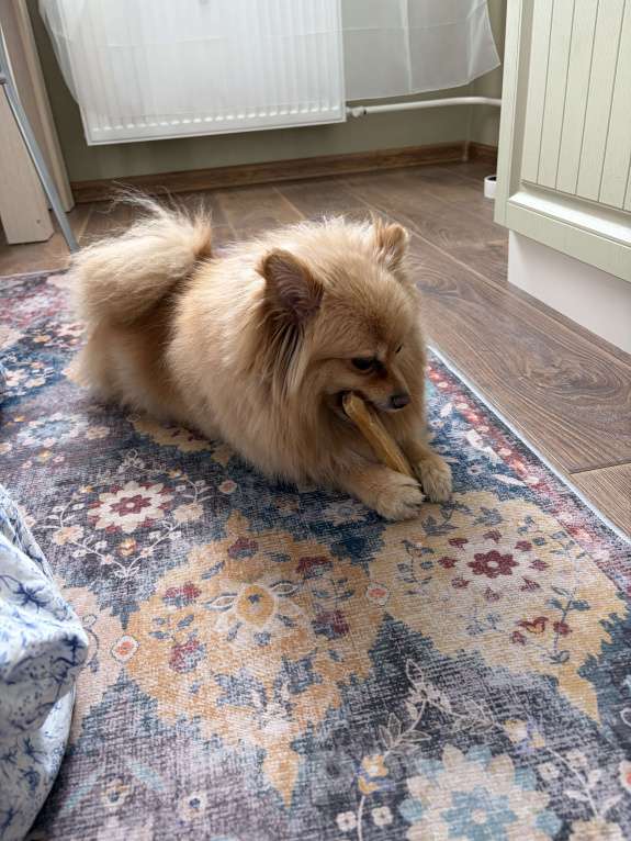 Собаки в Санкт-Петербурге: Померанский шпиц Мальчик, Бесплатно - фото 3