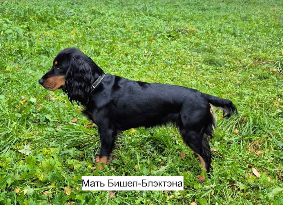 Собаки в Подольске: Щенок русского охотничьего спаниеля Девочка, Бесплатно - фото 7