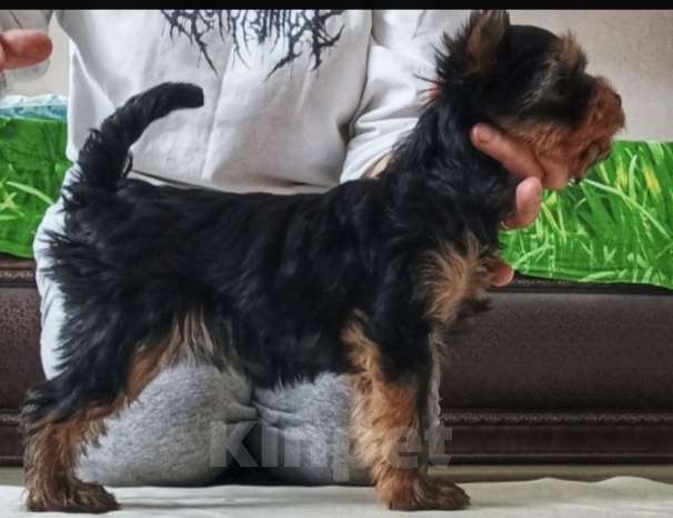 Собаки в других городах Свердловской области: Йоркширский терьер щенок Девочка, 65 000 руб. - фото 3