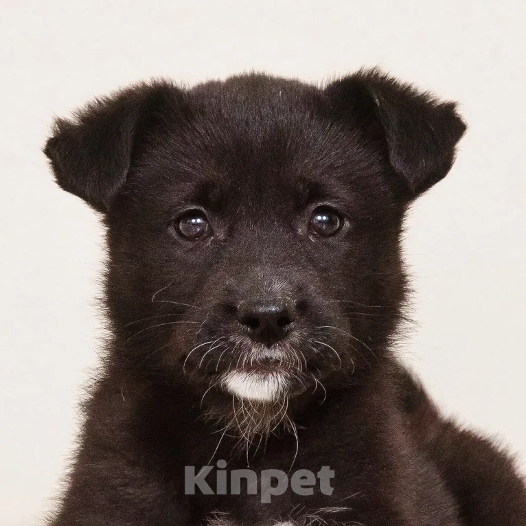 Собаки в Лосином-Петровском: Кения якутенок Девочка, Бесплатно - фото 1