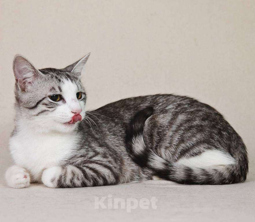 Кошки в Москве: Тиша в костюмчике готов стать домашним Мальчик, Бесплатно - фото 6