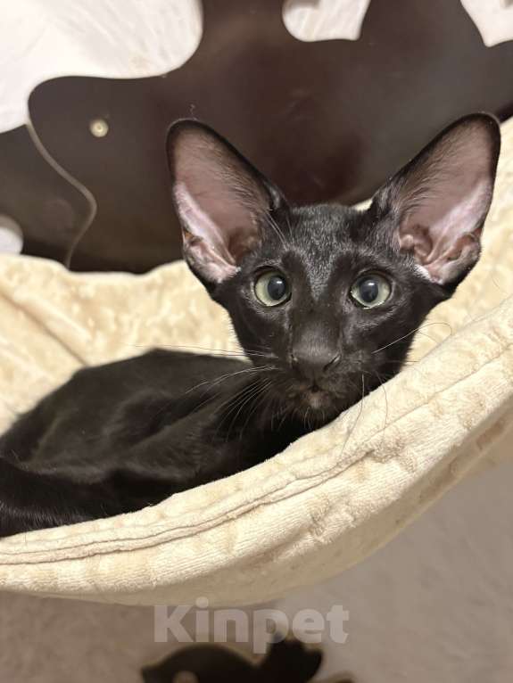 Кошки в Воткинске: Ориентальный котенок Мальчик, 45 000 руб. - фото 2