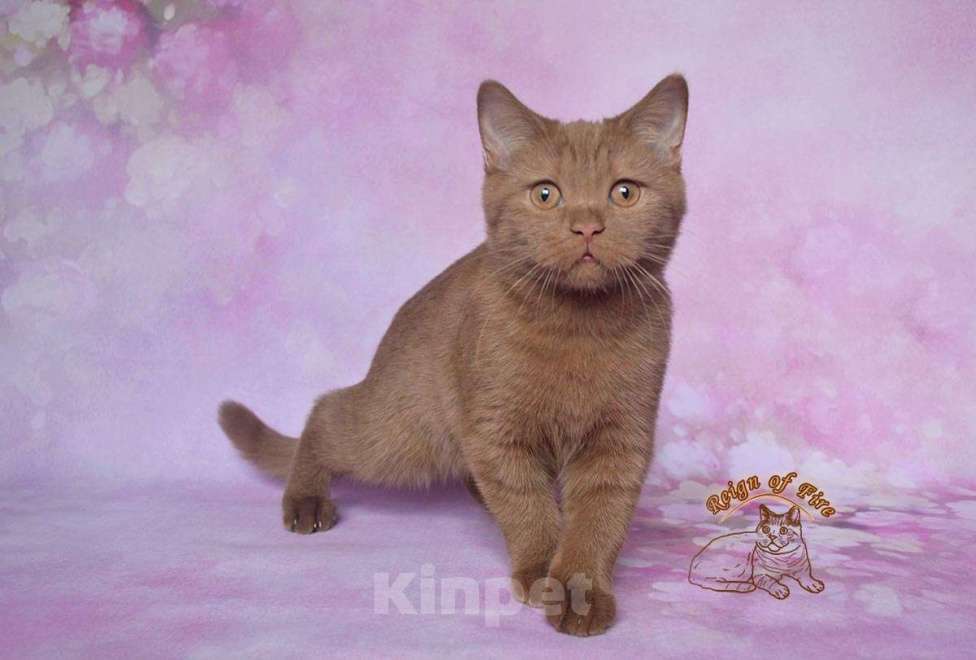 Кошки в Краснодаре: Британский котик к/ш Мальчик, Бесплатно - фото 4