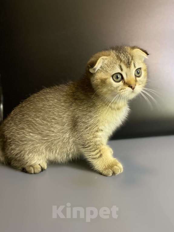 Кошки в Москве: Шотландцы  Мальчик, 35 000 руб. - фото 2