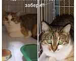 Кошки в Вологде: Пампушка и Помадка ищут Дом  Девочка, Бесплатно - фото 1
