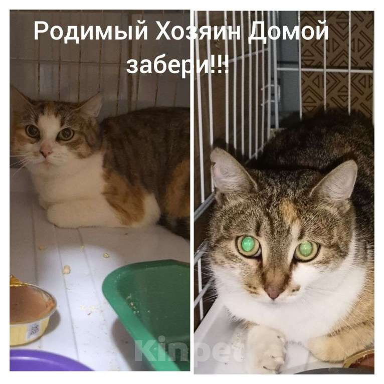 Кошки в Вологде: Пампушка и Помадка ищут Дом  Девочка, Бесплатно - фото 1