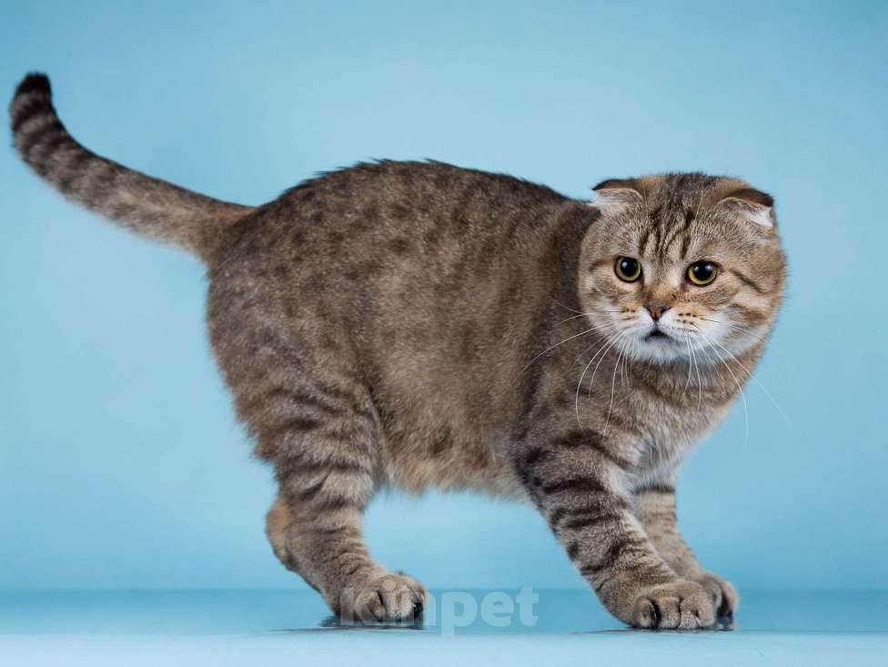 Кошки в Москве: Благородный добряк — кот Сигизмундий Мальчик, Бесплатно - фото 3