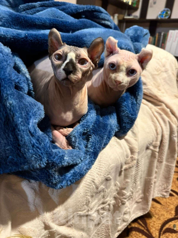 Кошки в других городах Ставропольского края: Канадский сфинкс эльф Девочка, 30 000 руб. - фото 6