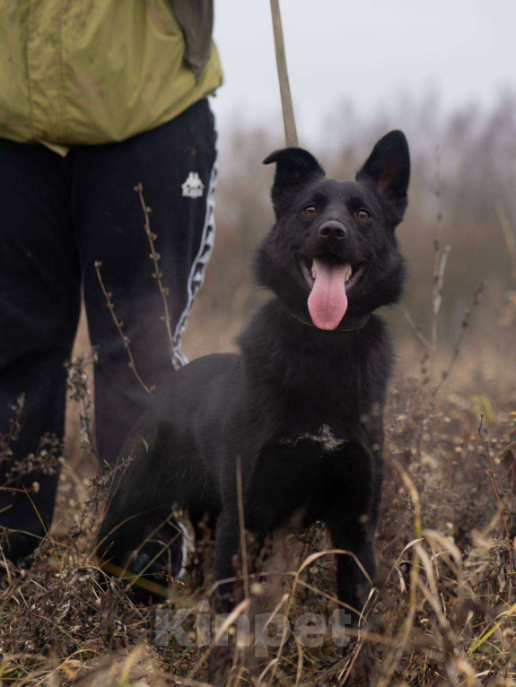 Собаки в Москве: Уголек очень хочет домой  Мальчик, Бесплатно - фото 5