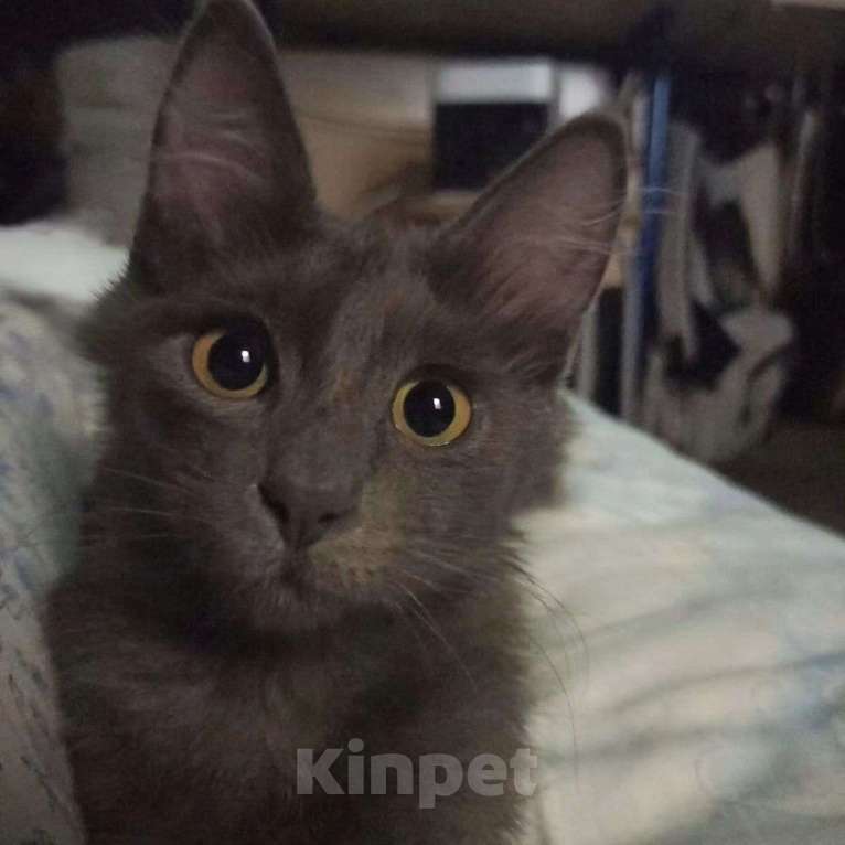 Кошки в Москве: Есть ли шансы найти дом у особенного котенка? Мальчик, Бесплатно - фото 2