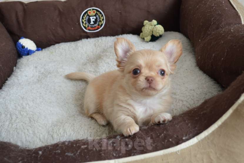 Собаки в Москве: Длиношерстная девочка чихуа ,РКФ Девочка, 60 000 руб. - фото 2