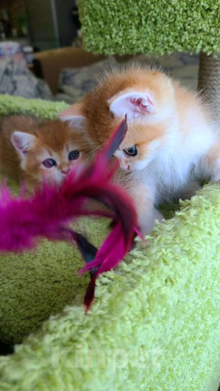 Кошки в Москве: Мальчики 3 шт британская золотая шиншилла  Мальчик, 38 000 руб. - фото 3
