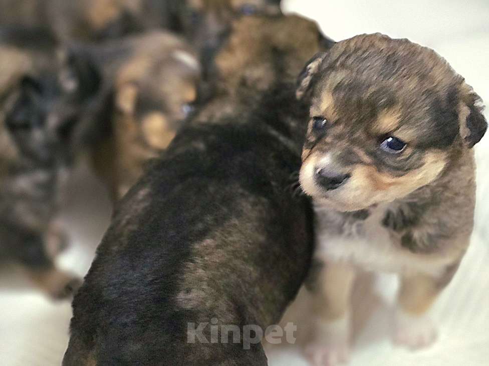 Собаки в Новосибирске: Щенок Толгат 1 мес. Доставим по Новосибирску и нсо.  Мальчик, Бесплатно - фото 7