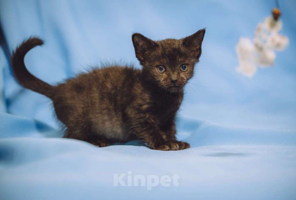 Кошки в Москве: Котенок девочка в добрые руки Девочка, 10 руб. - фото 5