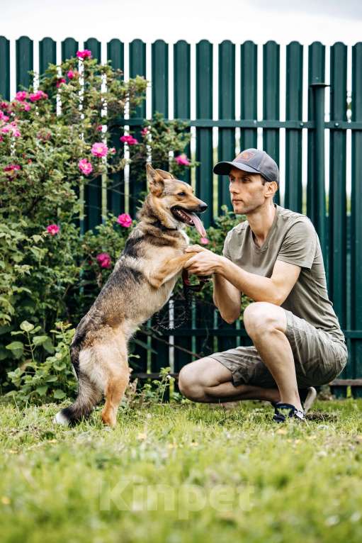 Собаки в Москве: Лиса ищет семью  Девочка, Бесплатно - фото 7