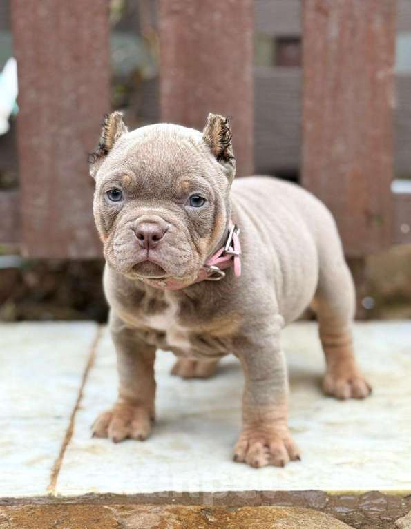 Собаки в других городах Московской области: Американский Булли щенок  Девочка, 140 000 руб. - фото 3