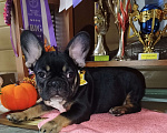 Собаки в Владимире: Девочка французский бульдог  Девочка, 100 000 руб. - фото 1