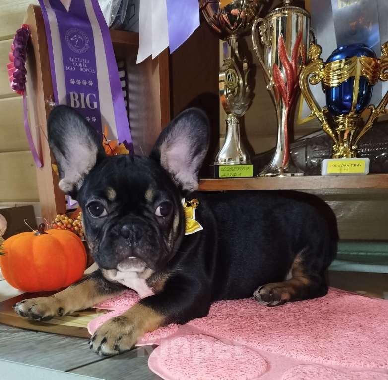 Собаки в Владимире: Девочка французский бульдог  Девочка, 100 000 руб. - фото 1