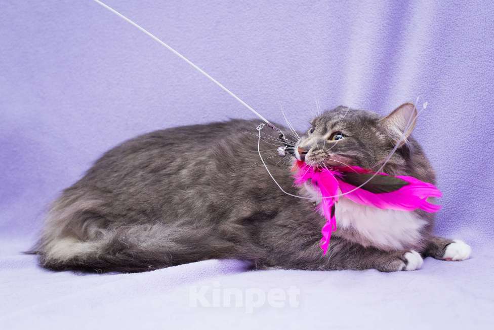 Кошки в Москве: Шпинель - робкий, но такой ласковый Мальчик, Бесплатно - фото 3