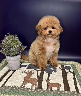 Щенок Мальтипу