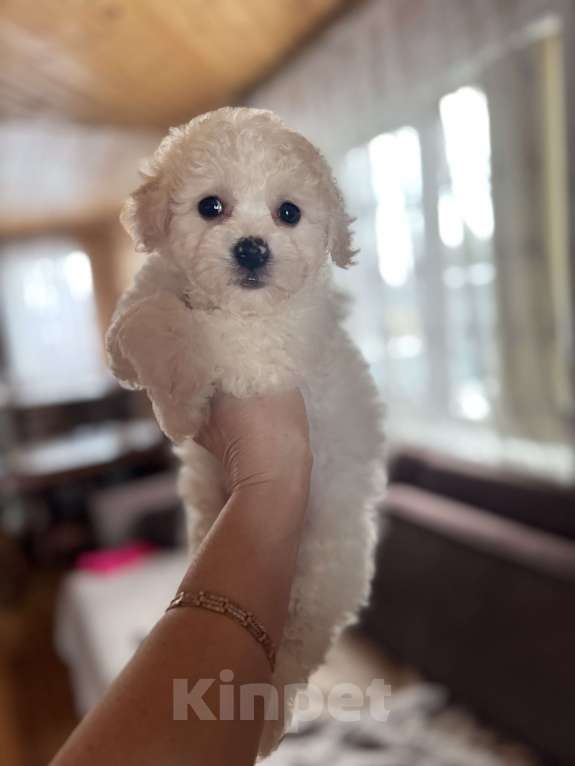 Собаки в Новосибирске: Бишон фризе, щенки Мальчик, 45 000 руб. - фото 4