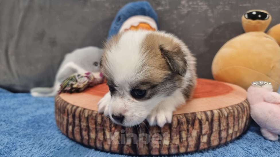 Собаки в Москве: Элитный щенок Мальчик, 85 000 руб. - фото 6