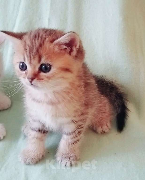 Кошки в Москве: Британские короткошёрстные котята шиншиллы Разнополые, 15 000 руб. - фото 9