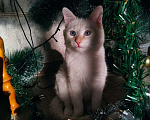 Кошки в Белебее: Пропал кот(почти год), жил в деревне Екатериновка( Башкирия)  Мальчик, Бесплатно - фото 3