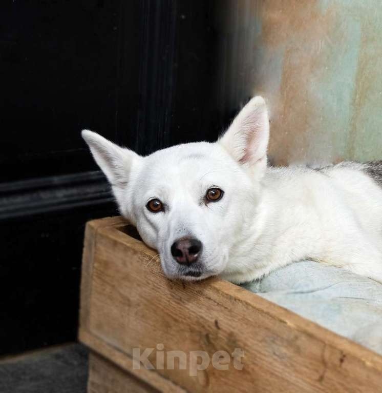 Собаки в Москве: Маленькая белая собачка Белка в дар Девочка, 1 руб. - фото 2