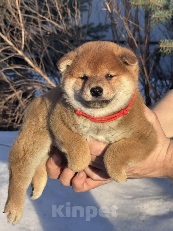 Собаки в Москве: Сиба-ину девочка Девочка, 50 000 руб. - фото 3