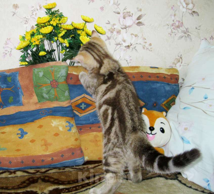 Кошки в Ставрополе: Шотландские красавчики Мальчик, 10 000 руб. - фото 2