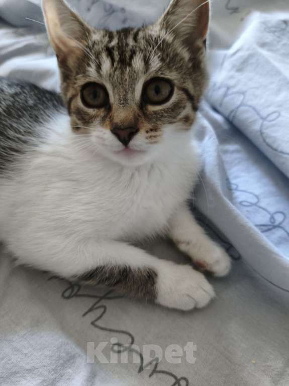 Кошки в других городах Московской области: котёнок Девочка, Бесплатно - фото 9