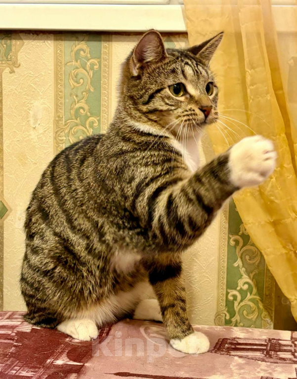 Кошки в Санкт-Петербурге: Котик подросток Потап Мальчик, Бесплатно - фото 1