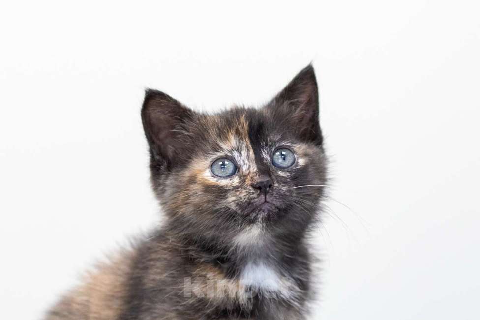 Кошки в Москве: Астра Девочка, Бесплатно - фото 4