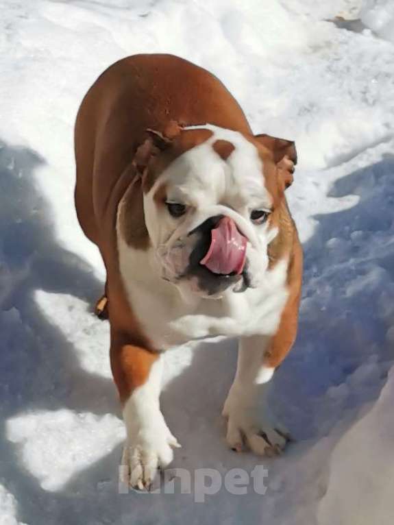Собаки в других городах Московской области: Очаровательная девочка английского бульдога Девочка, 60 000 руб. - фото 3