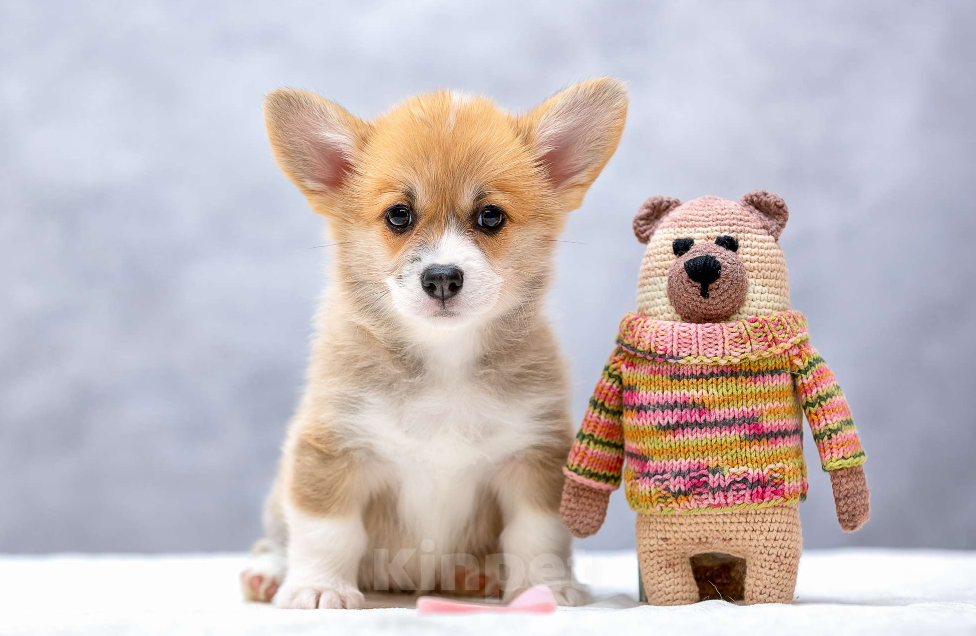 Собаки в Москве: Девочки корги Девочка, Бесплатно - фото 3