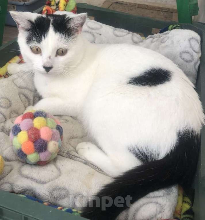 Кошки в Москве: Очаровательная белая кошечка с черным носиком Снежа в добрые руки Девочка, 1 руб. - фото 2